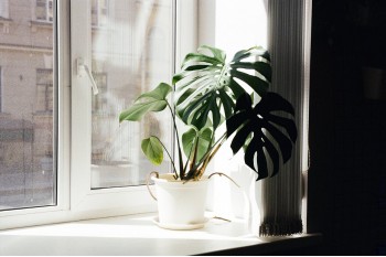 Beneficiile aerului curat pentru sanatatea ta si a familiei